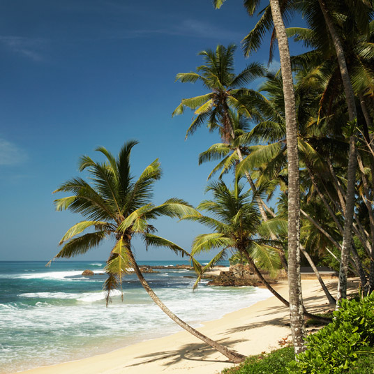 The Frangipani Tree