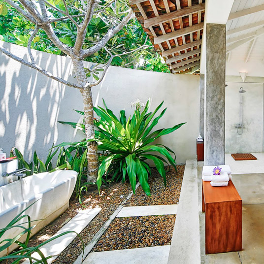 The Frangipani Tree